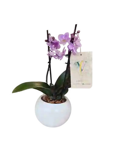 Orquídea Mini Rosada+ Maceta Decorativa