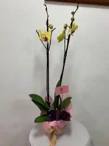 Orquidea Amarilla