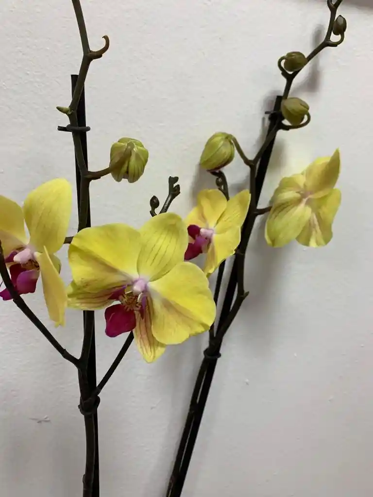 Orquidea Amarilla