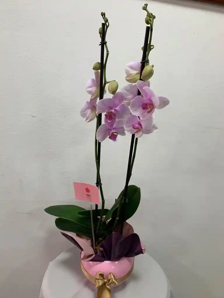 Orquidea Rosada