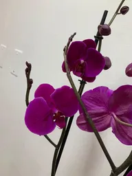 Orquidea Morada