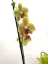 Orquidea Amarilla Con Pecas