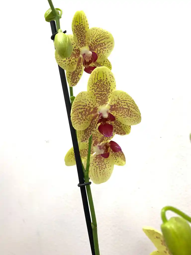 Orquidea Amarilla Con Pecas