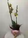 Orquidea Amarilla Con Pecas