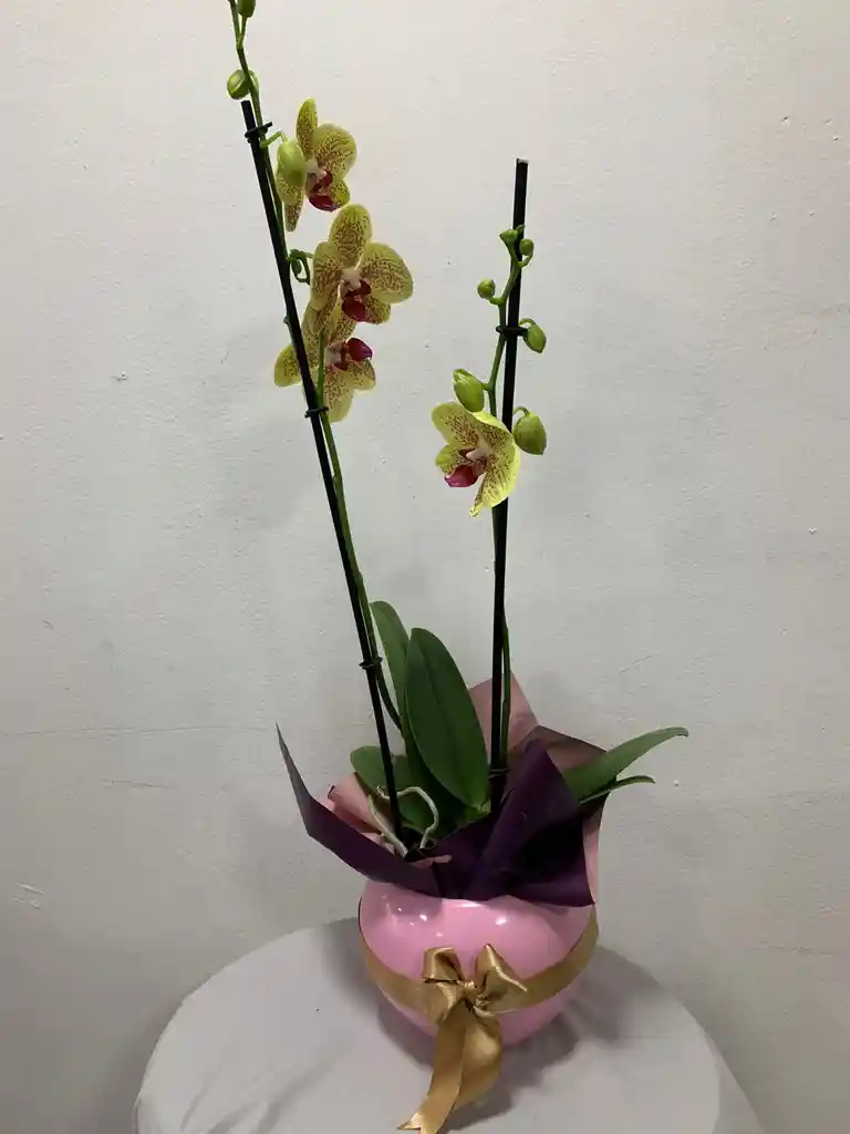 Orquidea Amarilla Con Pecas