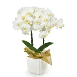Orquídea Blanca Multiflora Elegance En Matera