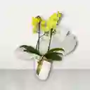 Orquideas Amarillas Base Decorativa
