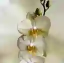 Orquídea Flor Verde Limón 2 Tallos Regalo