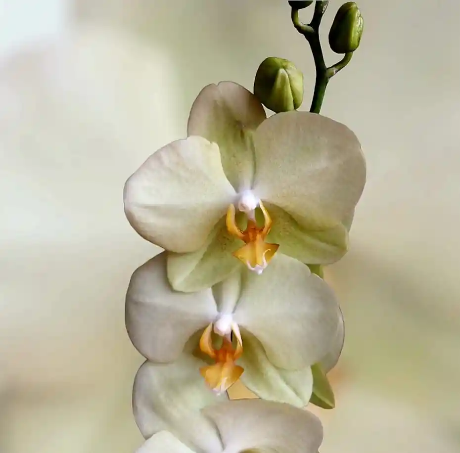 Orquídea Verde Claro Dos Varas Para Regalar A Mamá