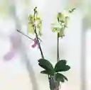 Orquídea Verde Claro Dos Varas Para Regalar