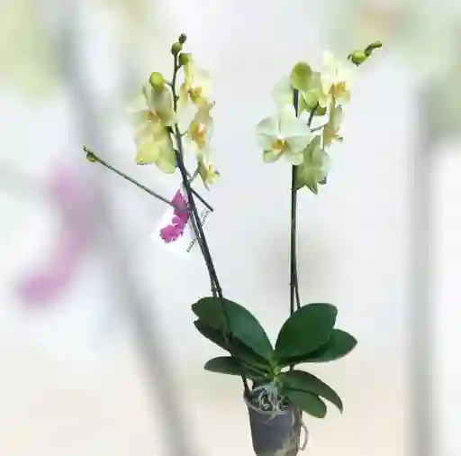 Orquidea Verde Claro Dos Varas