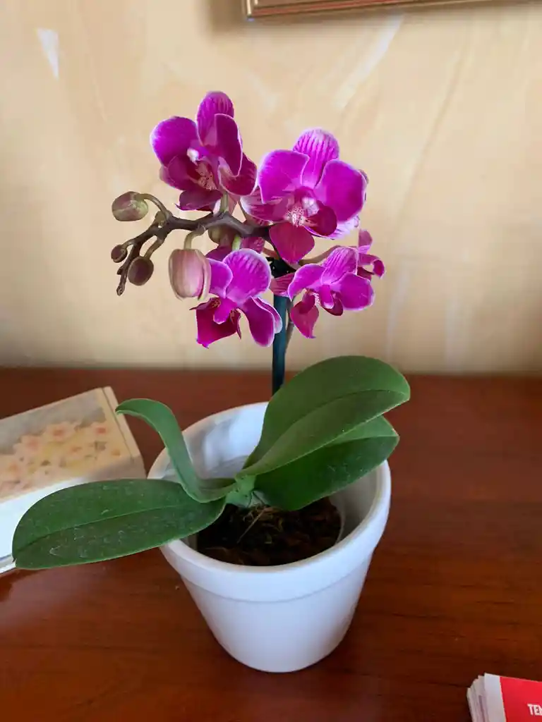 Orquidea Mini