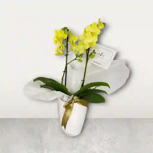 Orquideas Amarillas Con Base Decorativa