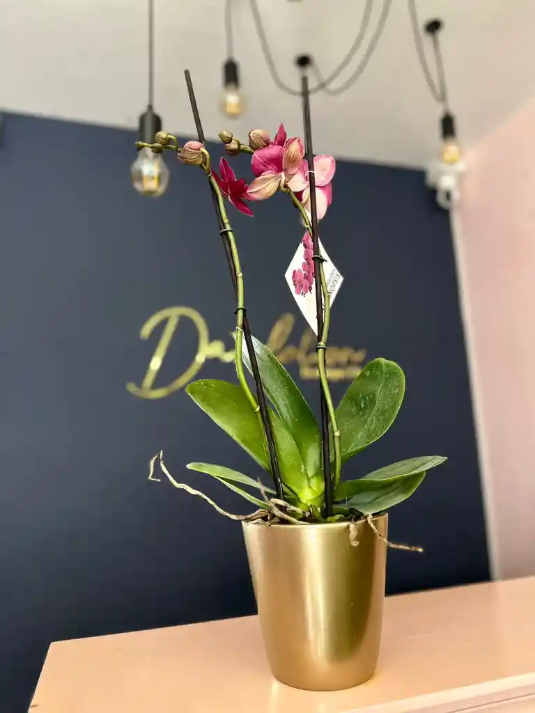 Orquidea Premium Cereza