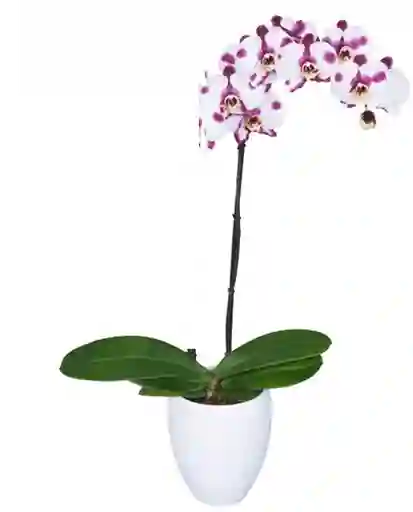 Orquidea 1 Tallo Blanco Print