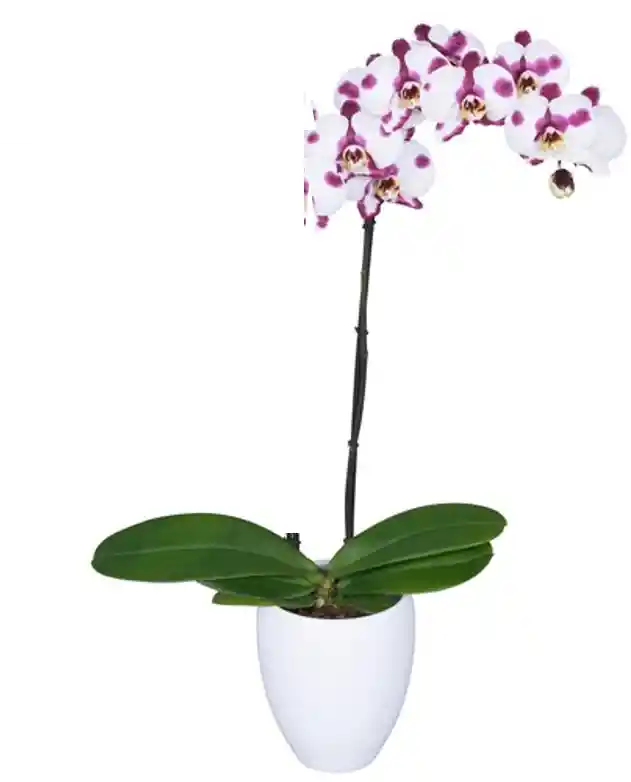 Orquidea 1 Tallo Blanco Print