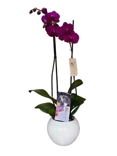 Orquídea Morada Premium + Maceta+ Vitaminas