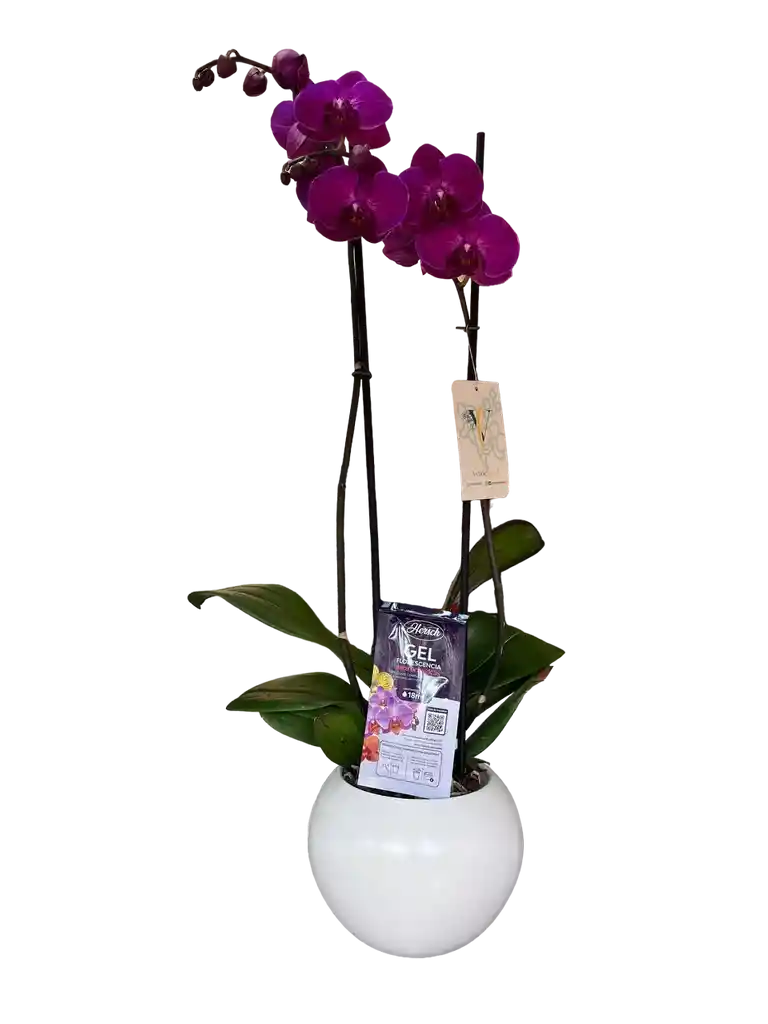 Orquídea Morada Premium + Maceta+ Vitaminas