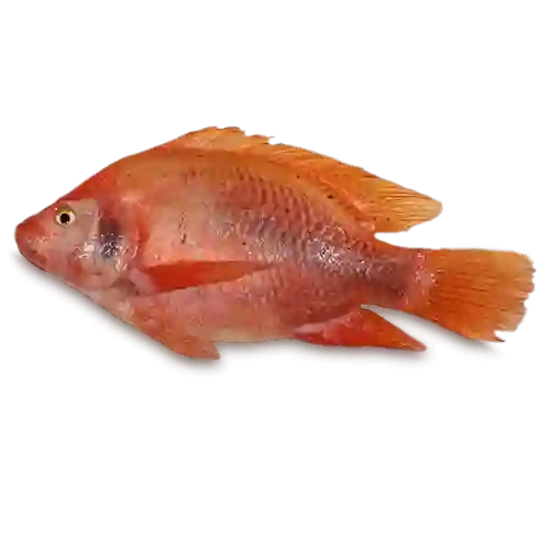 Tilapia Roja S/escama *kg