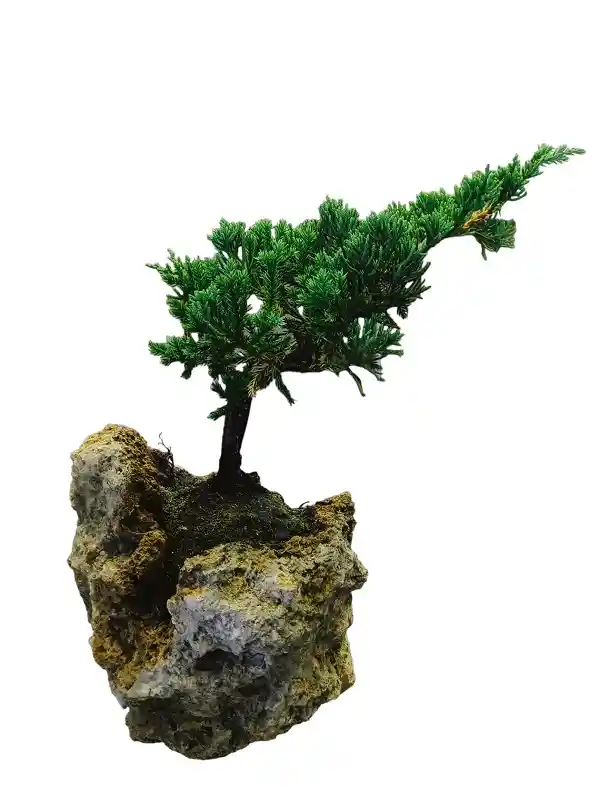 Bonsai Pino En Piedra