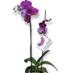 Orquídea Morada Dos Varas Para Regalar