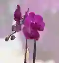Orquídea Morada Dos Varas Dia De La Madre