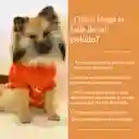 Sweater Saco De Perro O Gato Lentejuelas Doradas