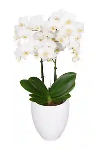 Orquidea Mediana Blanco (alto 40cms)+matera Plastica Prime