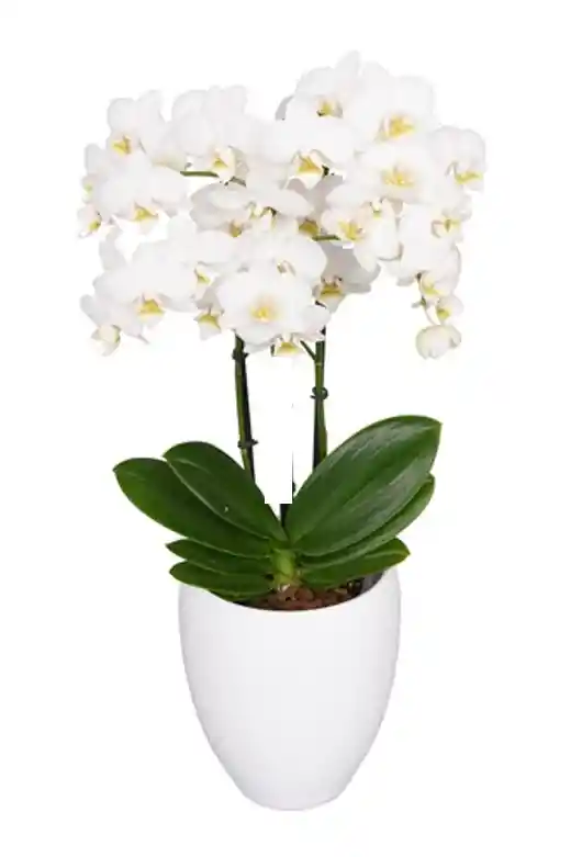 Orquidea Mediana Blanco (alto 40cms)+matera Plastica Prime