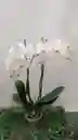 Orquídea Blanca Dos Varas