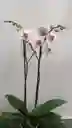 Orquídea Blanca Dos Varas Para Regalar