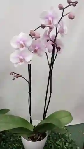 Orquídea Blanca Con Fucsia Dos Varas Para Regalar