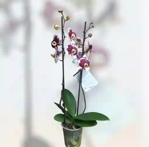 Orquídea Blanca Con Morado Dos Varas Para Regalar