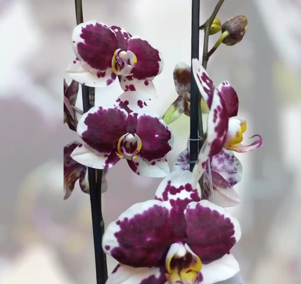 Orquídea Blanca Con Morado Dos Varas Para Regalar