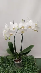 Orquídea Blanca Dos Varas Para Regalar