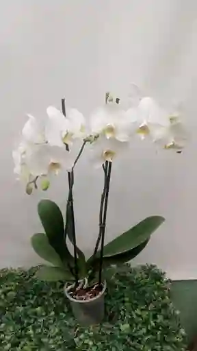 Orquídea Blanca Dos Varas Con Ferrero