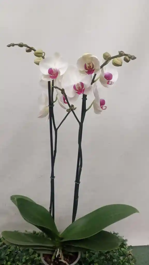 Orquídea Blanca Dos Varas Con Ferrero