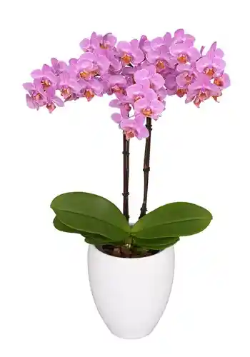 Orquidea Mediana Rosa(alto Aprox40cms)+matera Plastica Prime