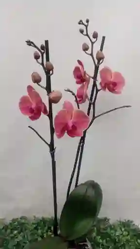 Orquidea Cereza