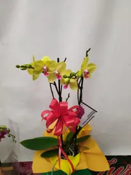 Orquídea Amarilla Dos Varas Para Regalar