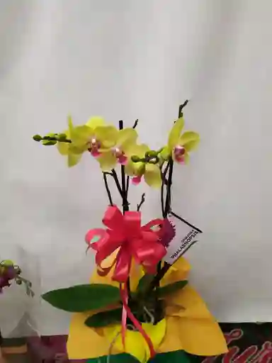 Orquídea Amarilla Dos Varas Dia De La Madre