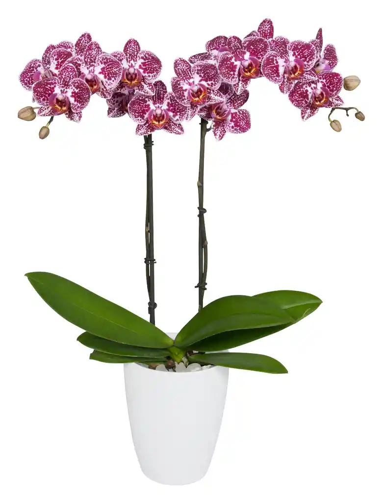 Orquidea Mediana Fucsia(alto Aprox 40cms)+matera Plastica Prime