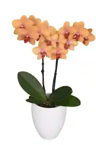 Orquidea Mediana Naranja (alto Aprox 40cms) + Matera Plastica Prime