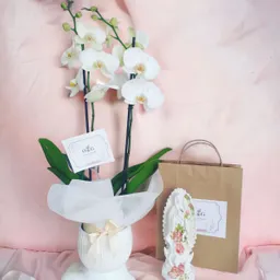 Orquideas Supreme Con Virgen 22 Cms