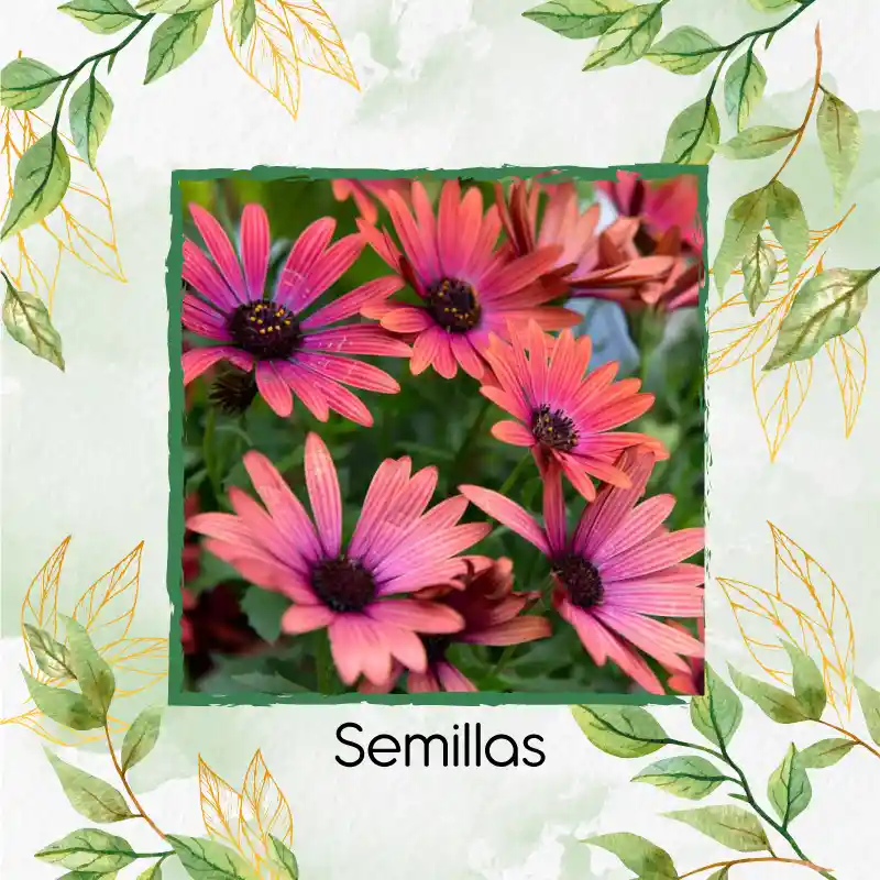 9 Semillas Orgánicas De Flor African Daisy Mix