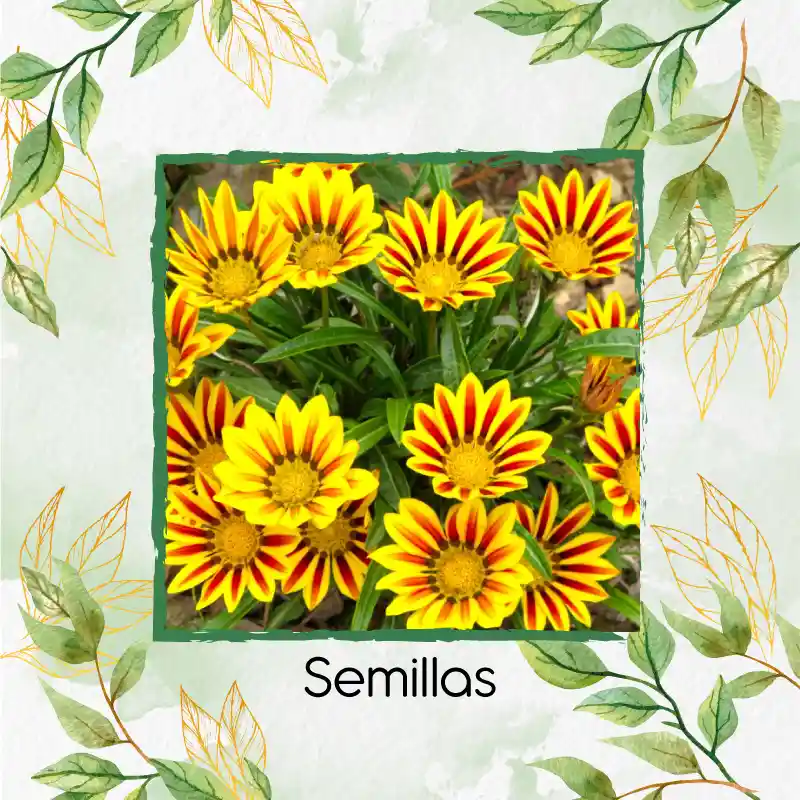 9 Semillas Orgánicas De Flor African Daisy Mix