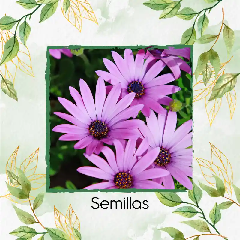 18 Semillas Orgánicas De Flor African Daisy Mix