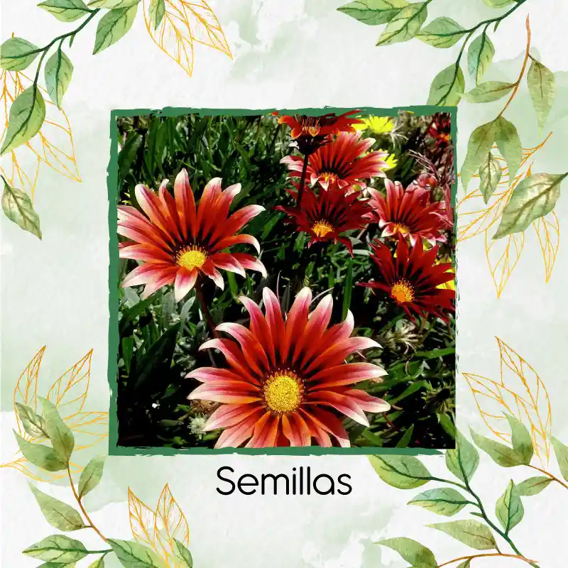 70 Semillas Orgánicas De Flor African Daisy Mix