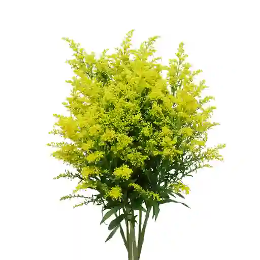 Paquete Soliaster Amarillo