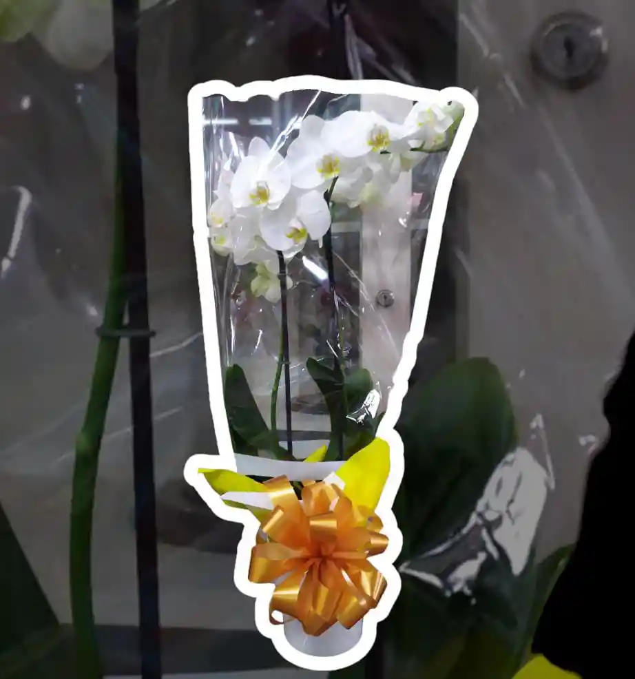 Orquídea Blanca Dos Varas Para Regalar